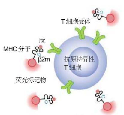 MHC 四聚体定制服务